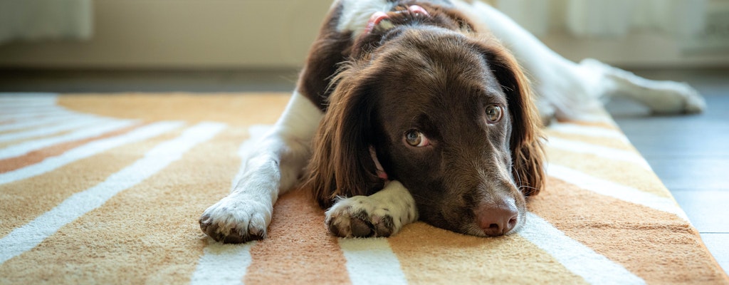 Have a pet? Considerations in selecting a condo